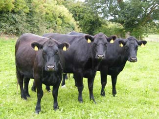 Beef - Castlefarm Cows